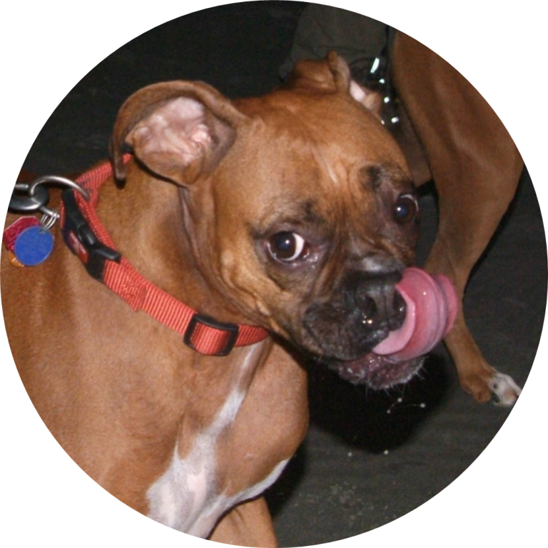 About Joyful Pets Services Dog Walking and Pet Sitting in Lubbock, TX