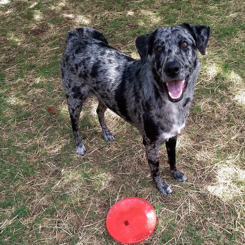 Getting Started Dog Walking and Pet Sitting Service in Lubbock, TX